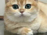 British Shorthair Golden Yavrusu Ciddi Alıcılar