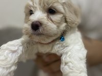 MALTİPOO 70 GÜNLÜK