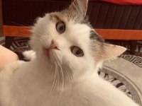 Ankara kedisi kırması