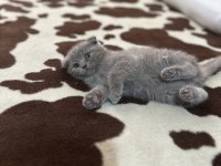 Safkan scottish fold top kafa