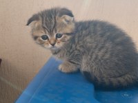 Yavru kedim scottish fold