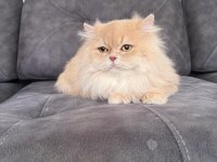British Longhair Erkek