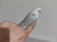 Yeni yeme düşen bebek muhabbet kuşu yavrular