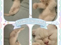 2 aylık kedimiz sahibim nerede