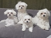 Petmode Köpek Çiftliğinden Kore Kan Maltese