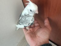 Her Renk Yavru Sultan Papağanı
