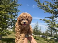 Yüksek kalite Dişi Maltipoo bebeğimiz