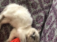 Ücretsiz Sahiplendirme British Longhair