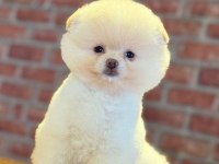 Dünyalar tatlısı ayı surat pomeranian boo