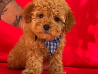 Redbown dişi toy poodle