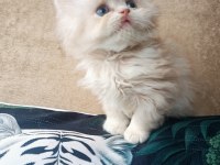 British Longhair golden erkekler