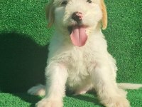 Maltipoo erkek ve dişi bebegim