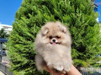 Minik pomeranian ayıcık yeni ailesini beklemektedir