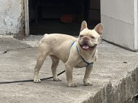 New Schale İsabella Yetişkin Erkek French Bulldog