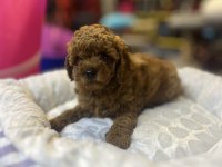 Teacup Toy Poodle Güzelliği @petclubadana