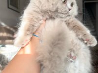 Scottish fold lilac erkek