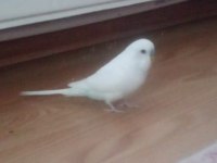 3 Aylık Erkek Muhabbet Kuşu Beyaz Melek