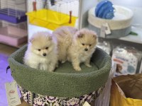 POMERANİAN BOO EMMEYİ BIRAKTILAR 2 adet yavrum var
