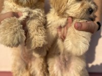 Maltipoo özel ırk yavrularımız
