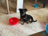 Chihuahua (Şivava)