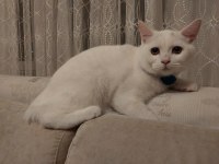 Sahiplendirme british longhair
