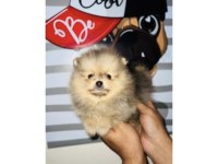 Pomeranian Yavrularımız