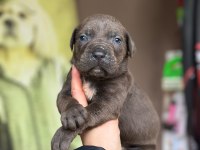 Dev Cane Corso Yavrular