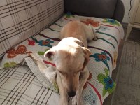 Ücretsiz melez büyümeyen köpeğimiz