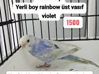 3 ADET RAİNBOW MUHABBET KUŞU UYGUN AÇIKLAMAYI OKUYUN