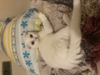 3aylık scottish kedi