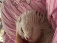 2,5 Aylık Chinchilla Bebeğimize Yuva