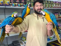 4 Aylık El Besleme Bebek Macaw İsteyenler Kaçırmayın