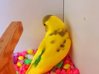 YENİ BEBEK DİŞİ MUHABBET KUŞU RENK GÜZELİ