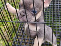 Güzeller güzeli french bulldog bebeklerimiz