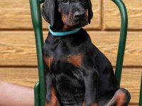 Evinizin neşesi doberman bebişler her yere kapıda öde