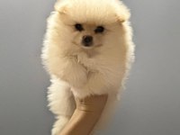 A Kalite Pomeranian Boo Köpeği Yavruları
