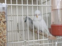 Jumbo muhabbet
