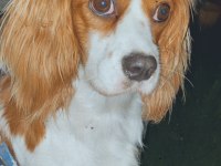 Cavalier king charles kızımız 3 yaşında