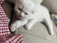 4 aylık dişi scottish fold