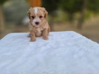 MALTİPOO  YAVRULARIMIZ 