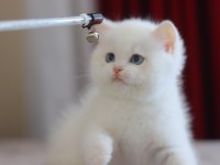 Safkan British Shorthair Golden Point Ve Blue Golden