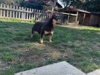 French Bulldog Coco Tan