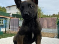 Belçika kurdu diğer adıyla Malinois