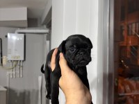 Gül kuyruk sıfır burun pug köpekler