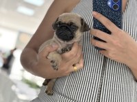 Pug Prensesler