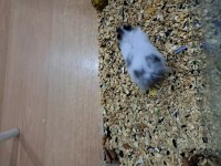 Hamster Anaç