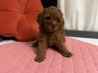 TOY POODLE YAVRULARI ERKEK