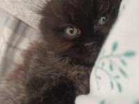 14 ocak doğumlu sağlıklı eğitimli scottish fold kediler