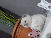 British longhair yavru