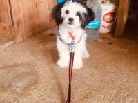Sahiplendirilmeye hazır 40 günlük 2 erkek 1 dişi shih tzu
